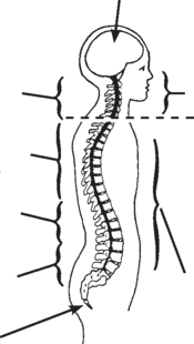 parts of the backbone and level of injury