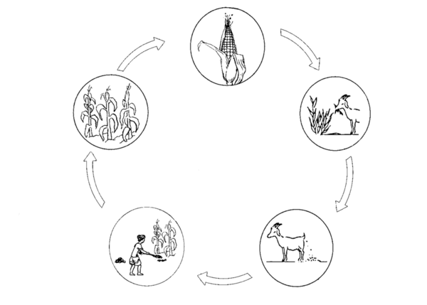 illustration of the below: arrows point from an ear of corn, to a goat eating, to a goat making manure, to a farmer to a crop of corn, back to the ear of corn, making a circle.