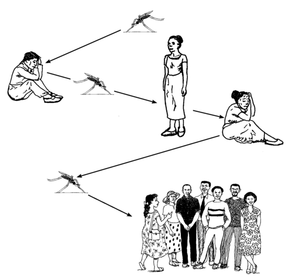  an illustration of the progress of the transmission of disease caused by a mosquito bite