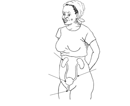 illustration of the below: parts of a woman's urine system